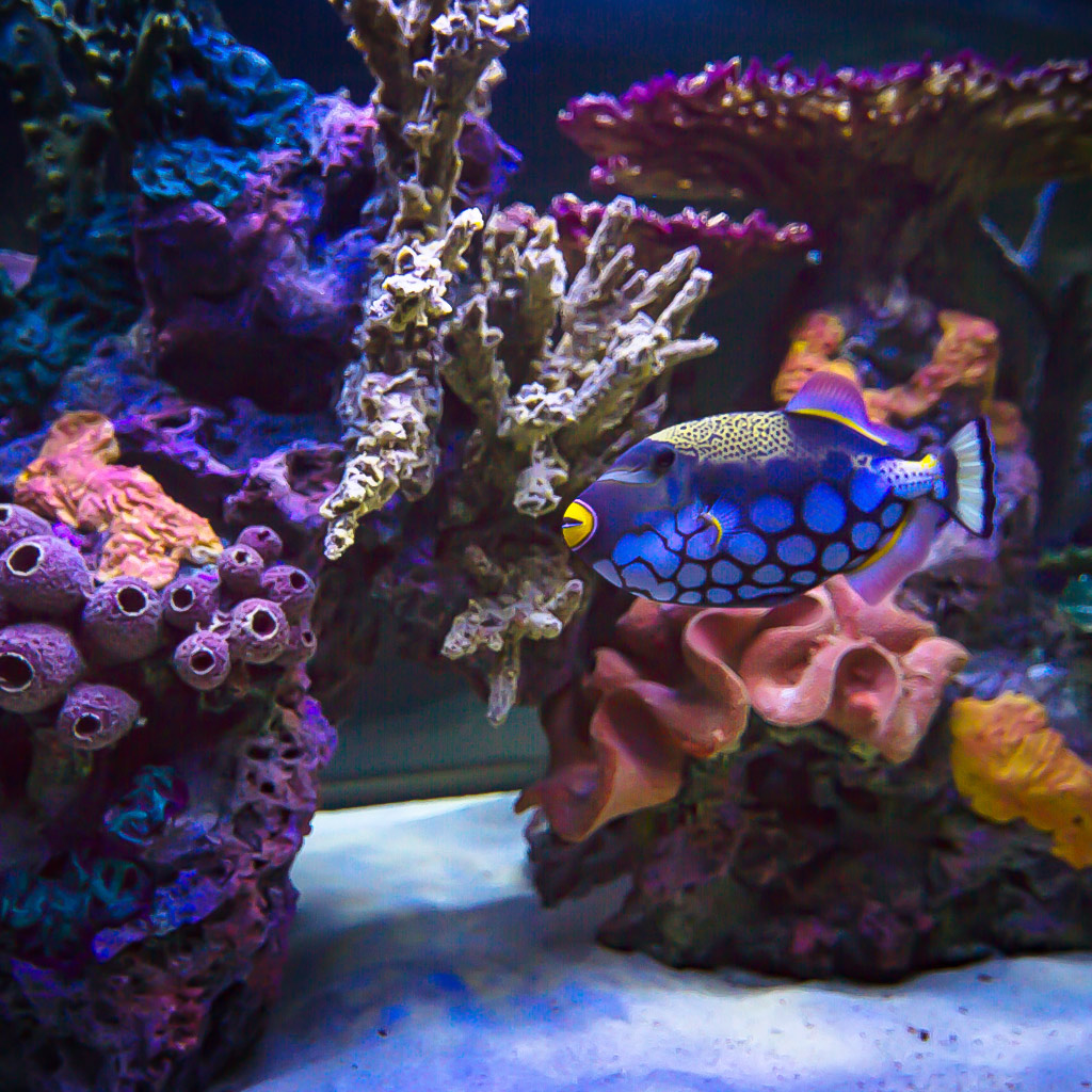 Types of Aquariums Features and Benefits Infinity Aquarium Design