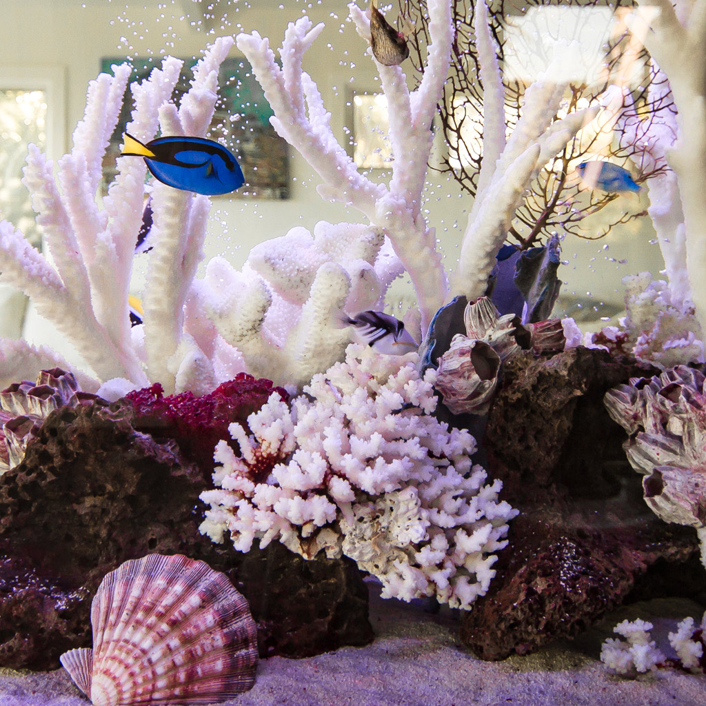 Types of Aquariums Features and Benefits Infinity Aquarium Design